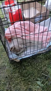 Asociația Puppy Tears