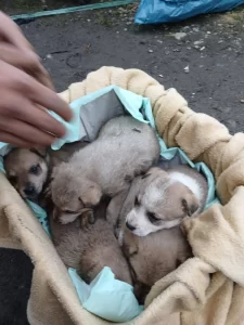 Asociația Puppy Tears