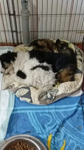 Asociația Puppy Tears